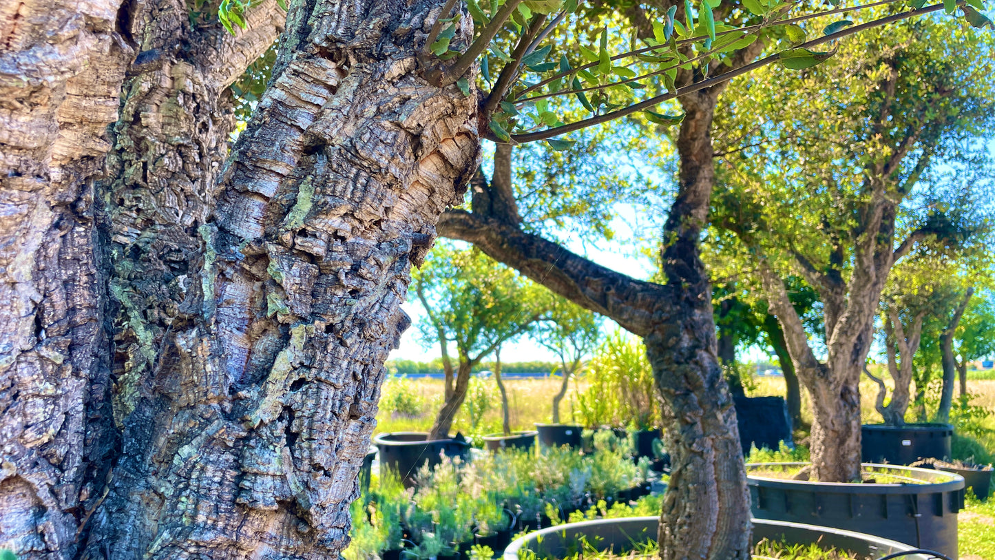 Quercus suber esemplari grandi varie dimensioni
