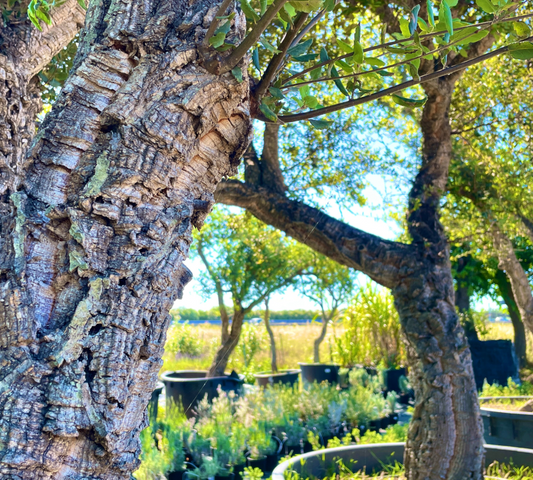 Quercus suber esemplari grandi varie dimensioni