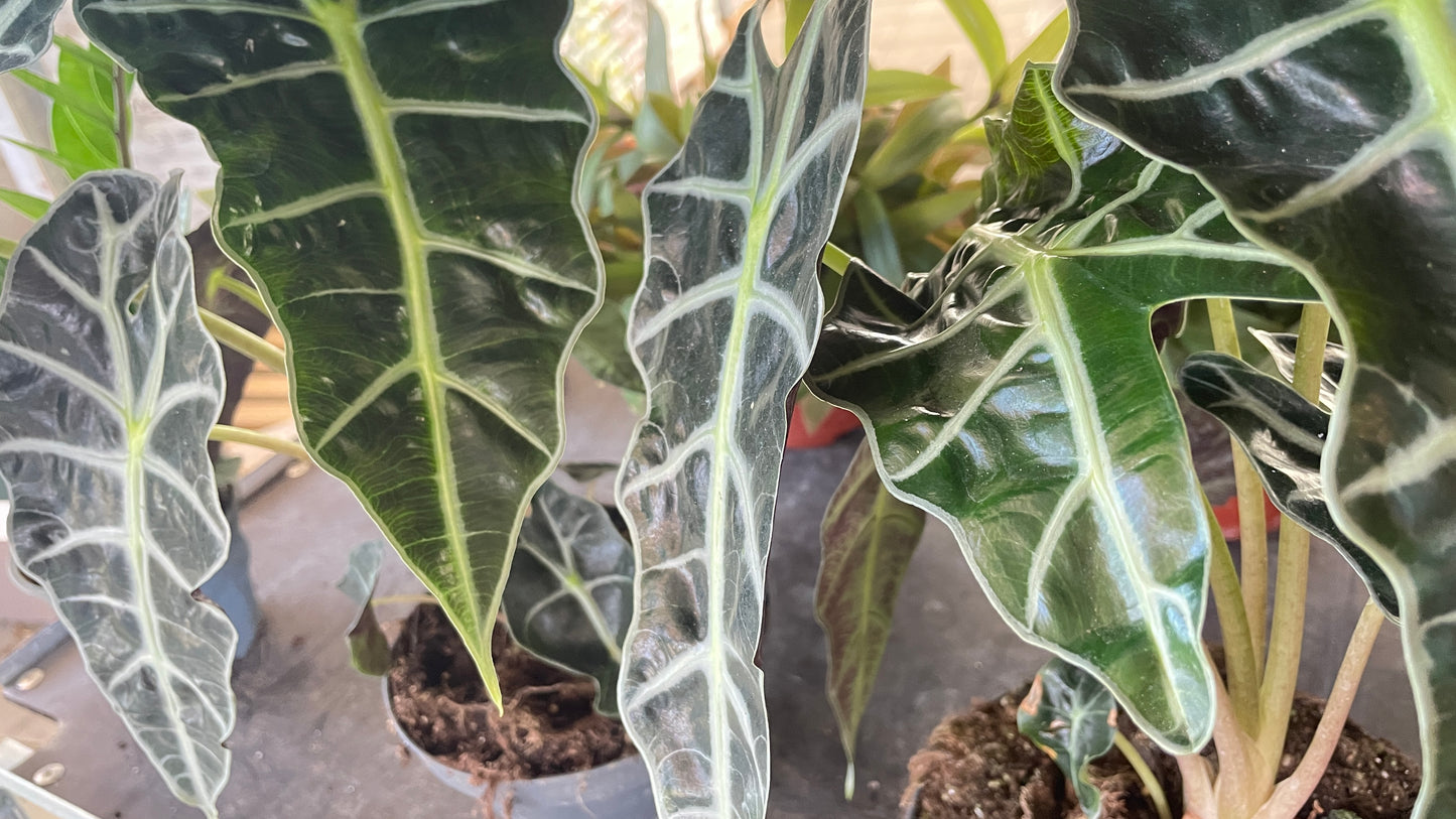 Alocasia polly v17 cm