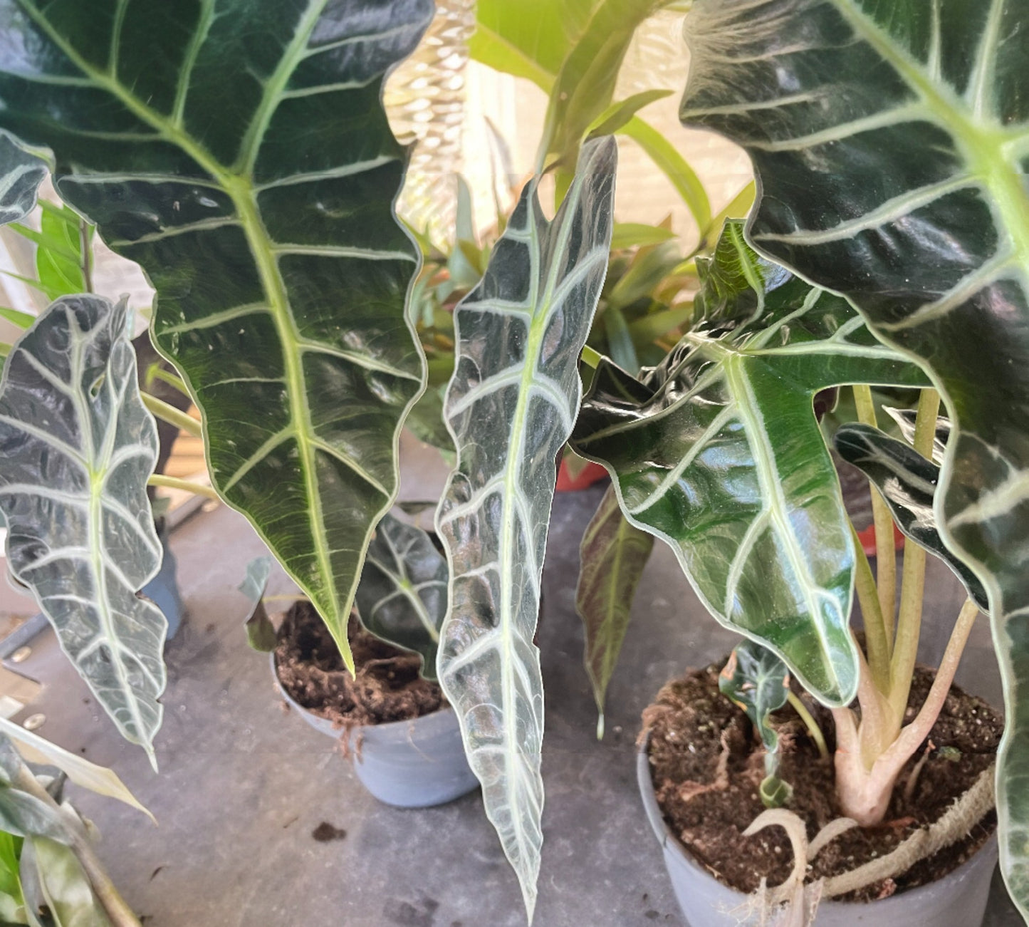 Alocasia polly v17 cm