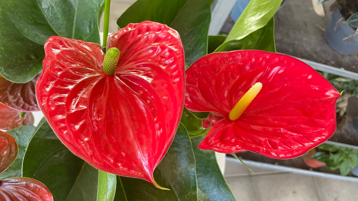Anthurium andreanum