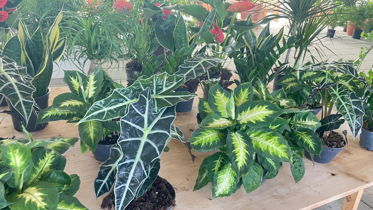 Alocasia polly v17 cm