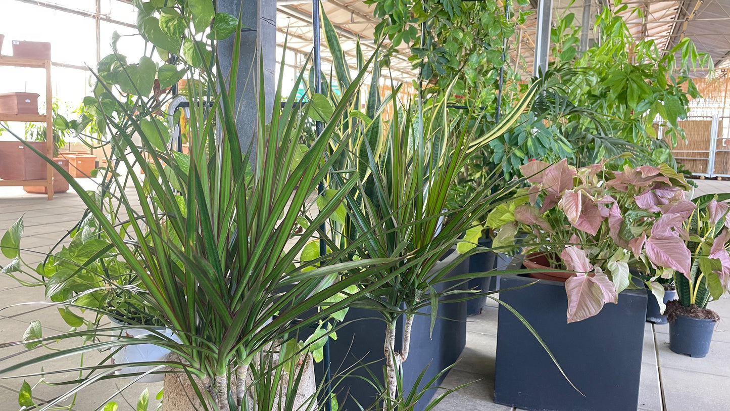 Dracena v20