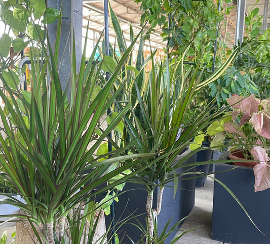 Dracena v20