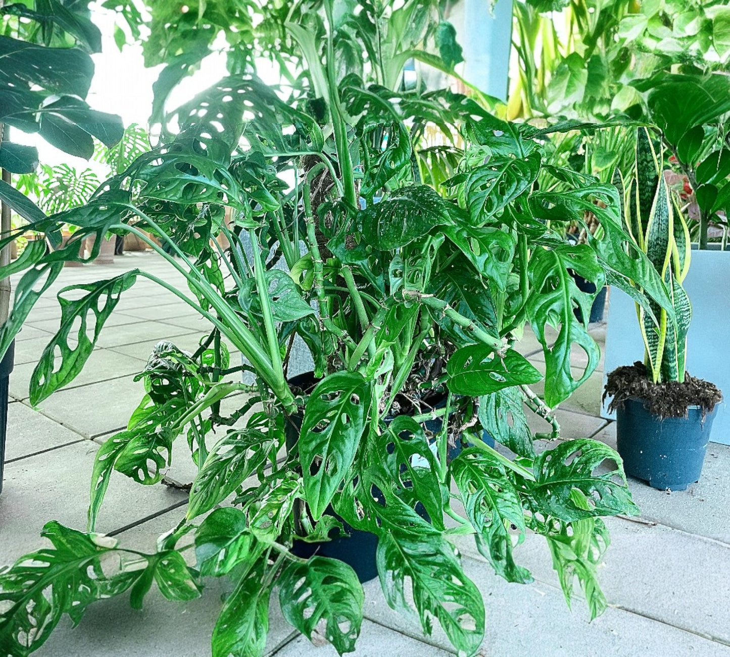 Monstera Adansonii