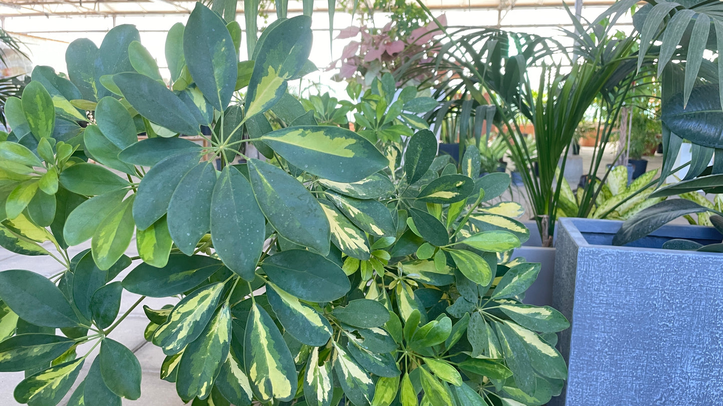 Schefflera gold capella