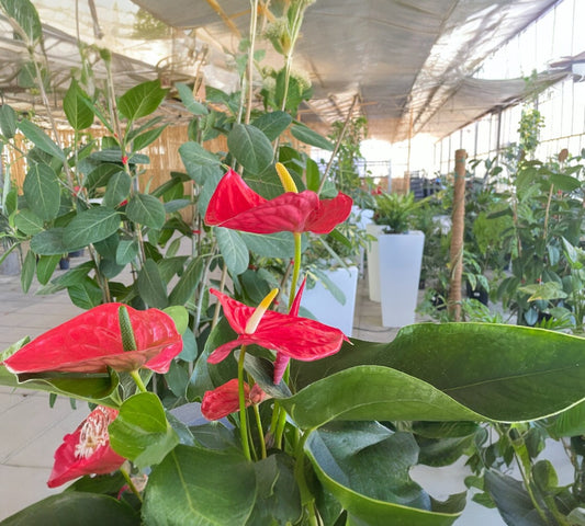 Anthurium andreanum