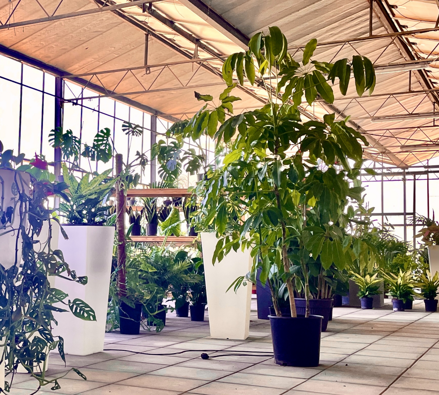 Schefflera actinophylla 80 cm, C15 L, v30 cm