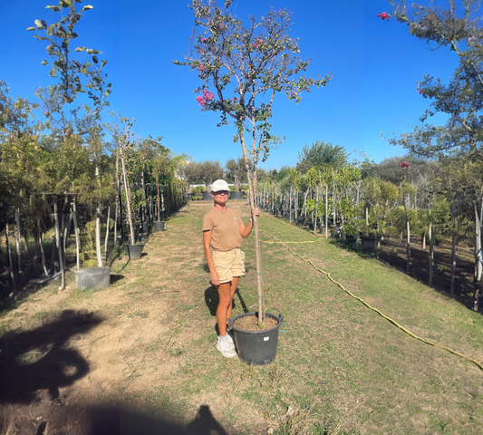 Lagerstroemia tr8-10