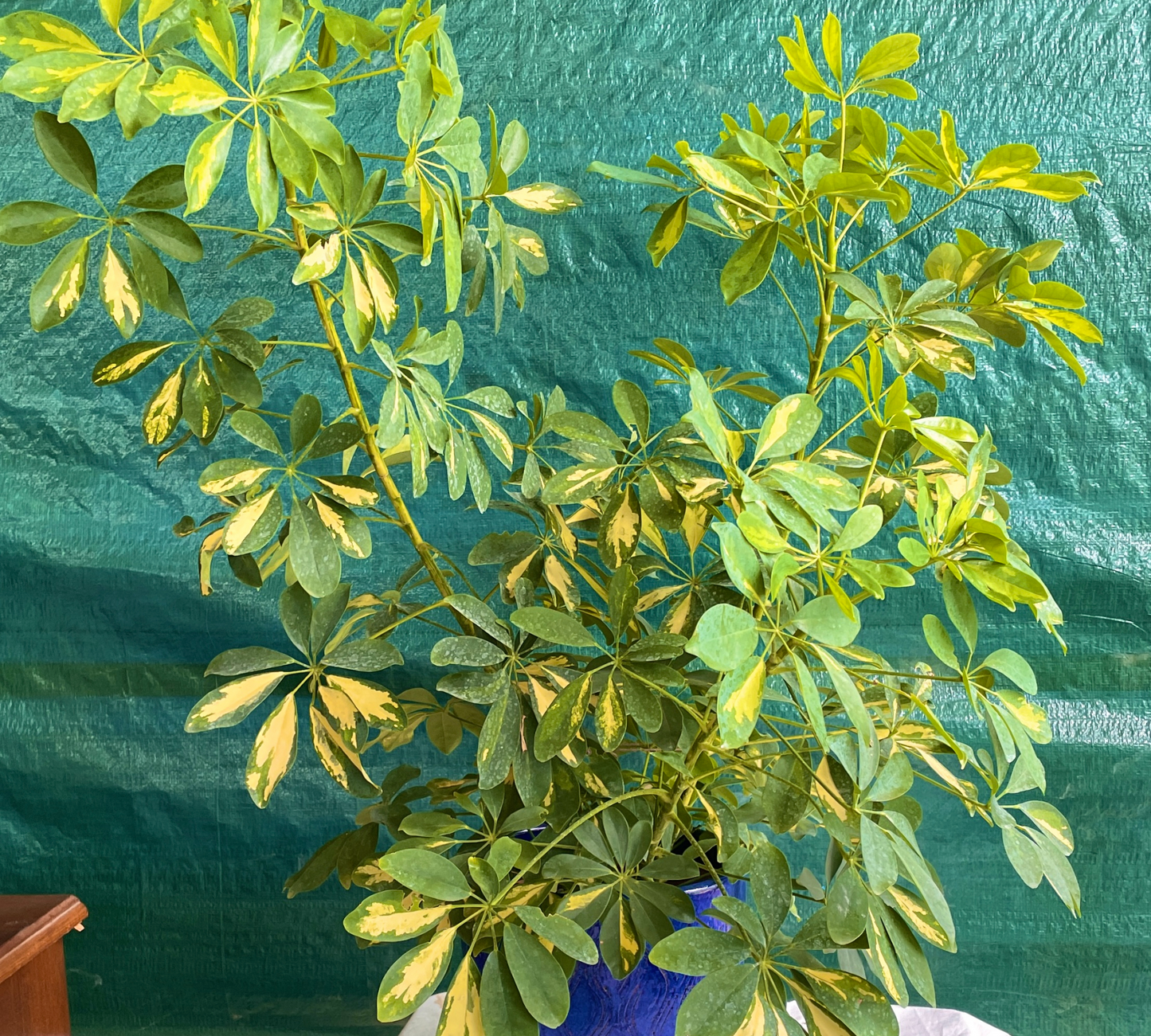 Schefflera gold capella