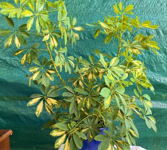 Schefflera gold capella