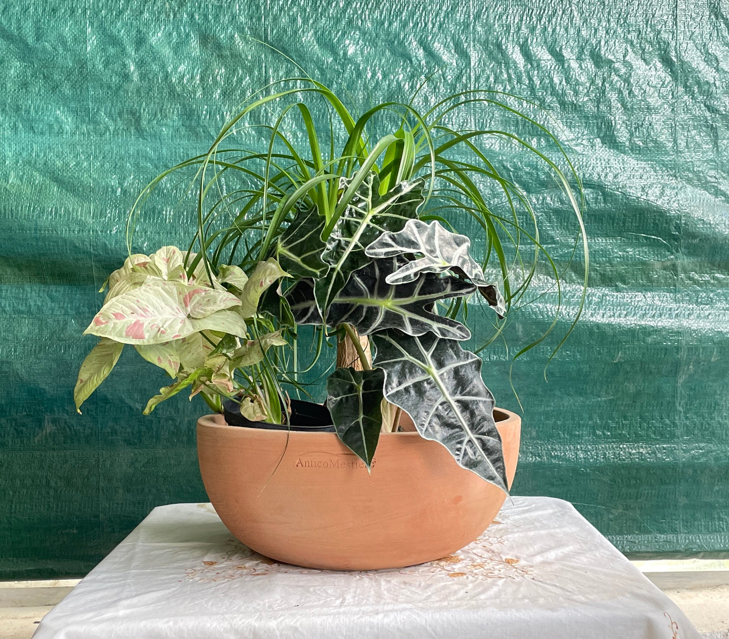 Alocasia polly v17 cm