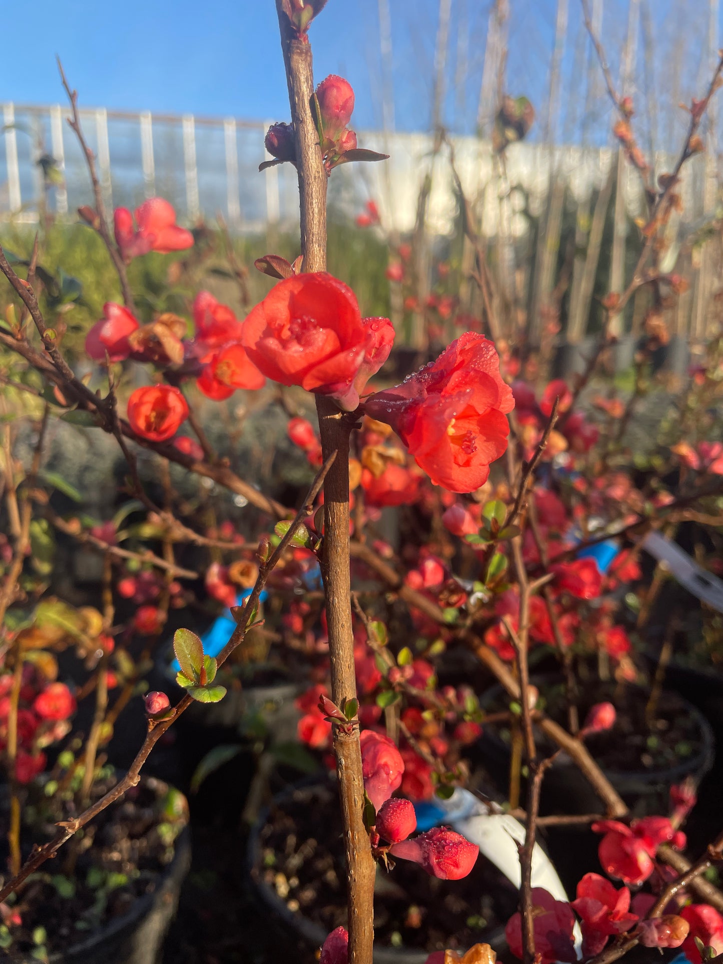 CHAENOMELES JAPONICA rossa v20 cm alto