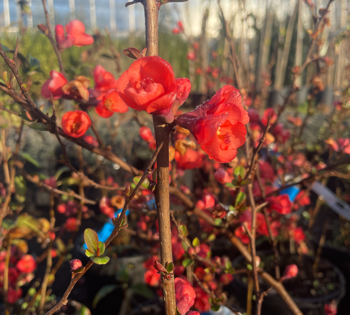 CHAENOMELES JAPONICA rossa v20 cm alto