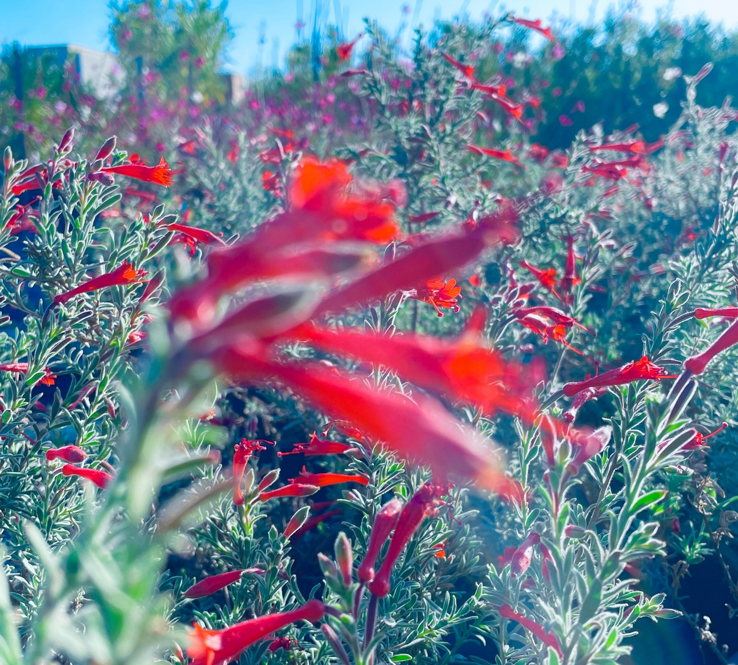 Epilobium canum – Fucsia della California vaso 20 cm