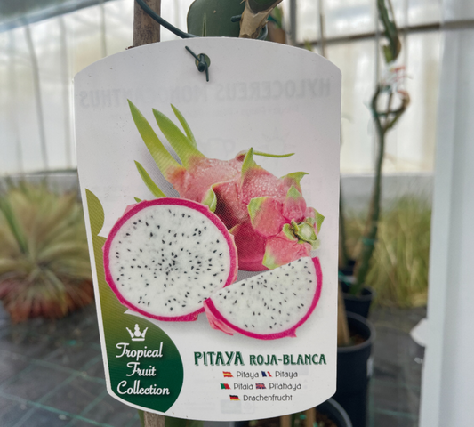 Pitahaya