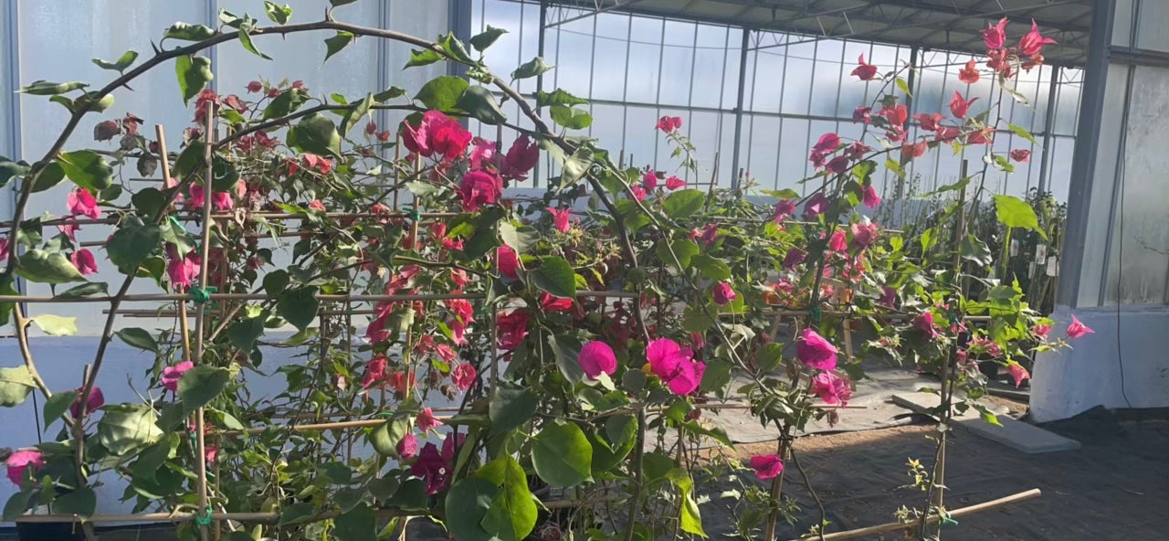 Bougainvillea v30 spaliera