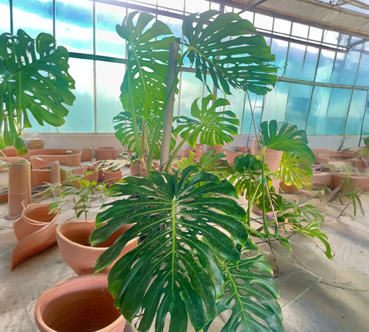 Monstera deliziosa