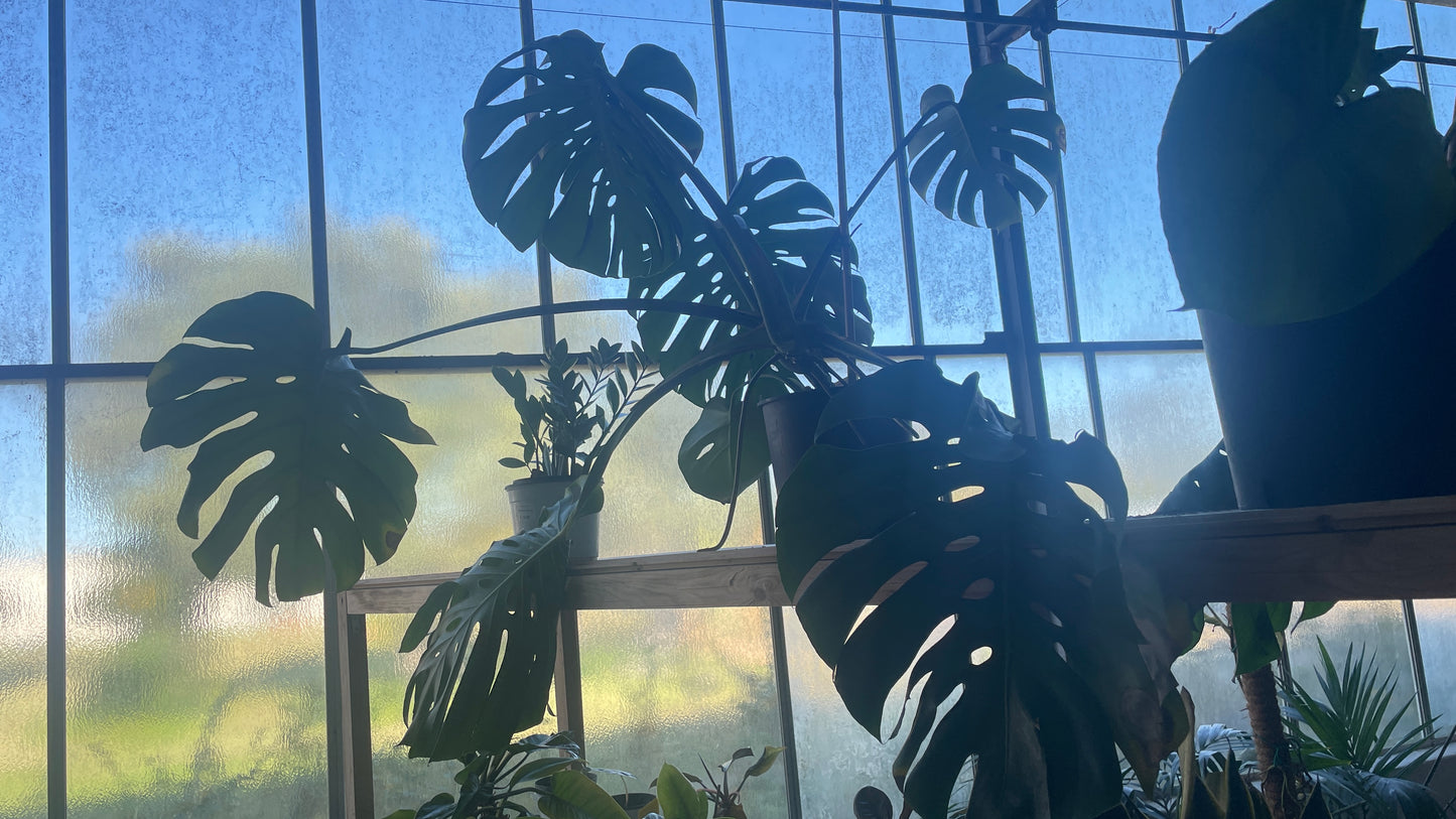 Monstera deliziosa