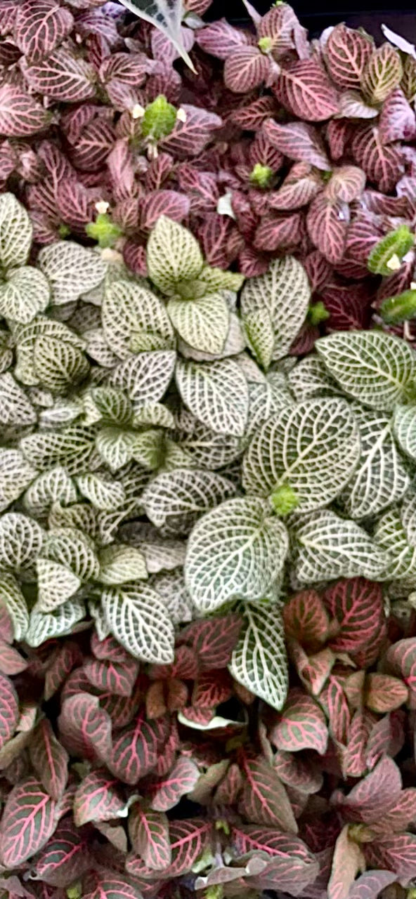 Fittonia