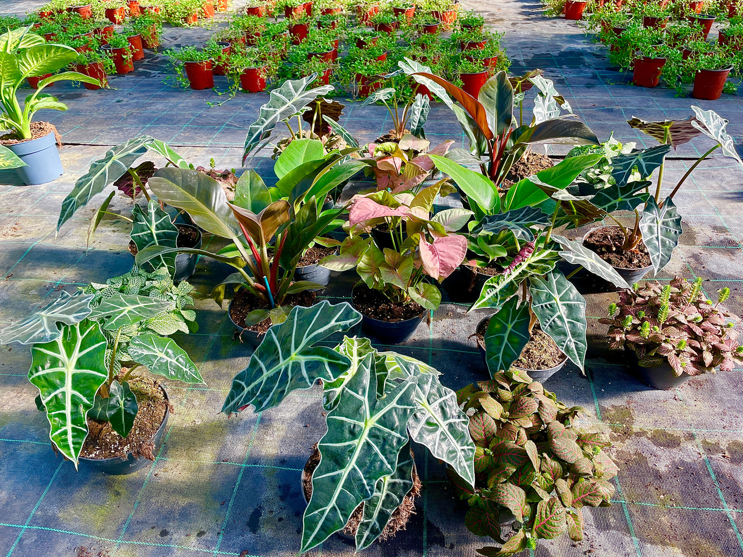 Alocasia polly v17 cm