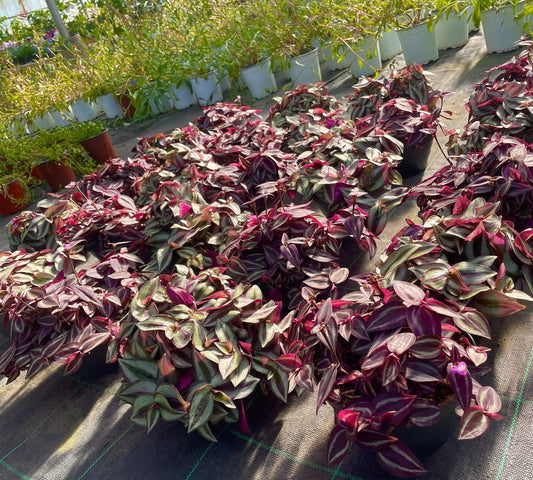 Tradescantia zebrina v17-in produzione