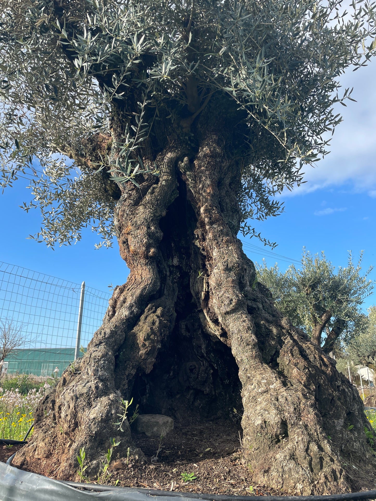 Quercus suber esemplari grandi varie dimensioni