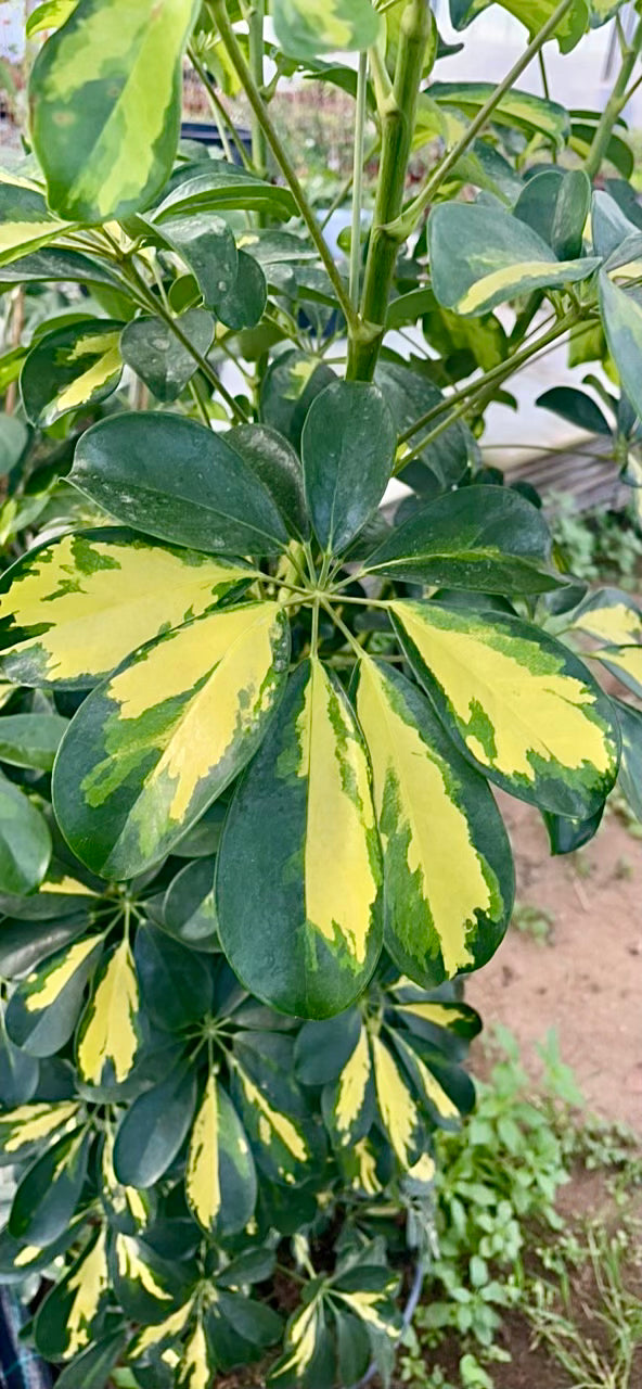 Schefflera gold capella