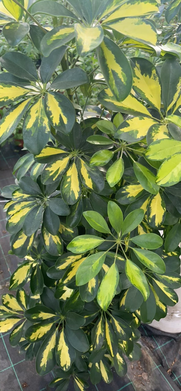 Schefflera gold capella