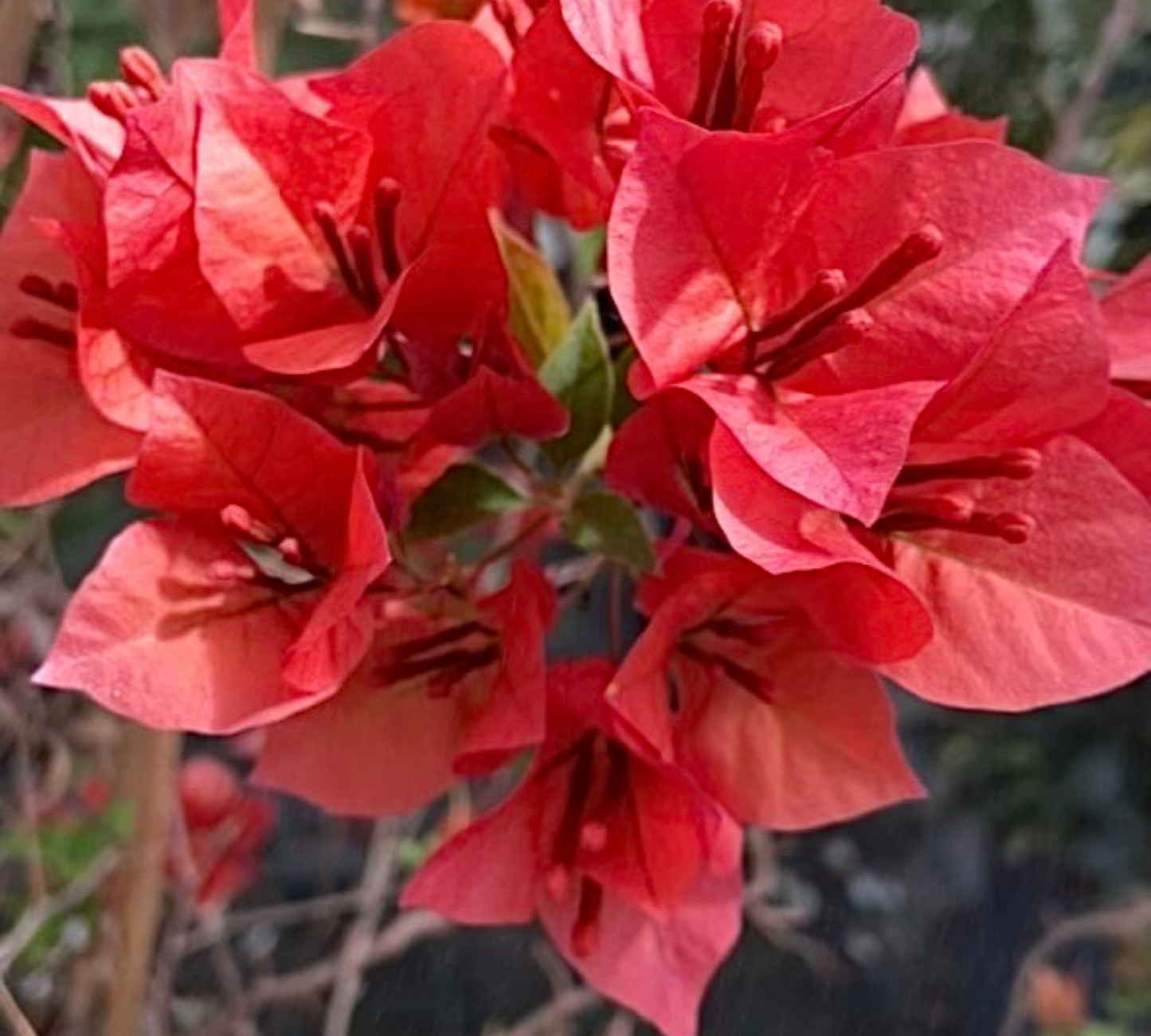 Bougainvillea “rossa” v20
