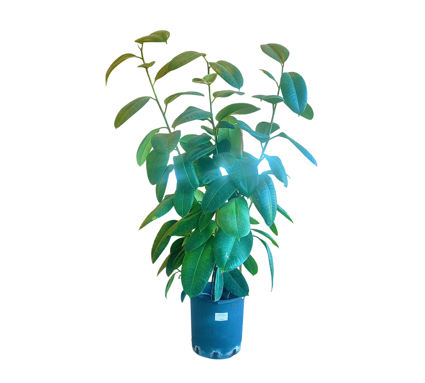 Ficus Robusta