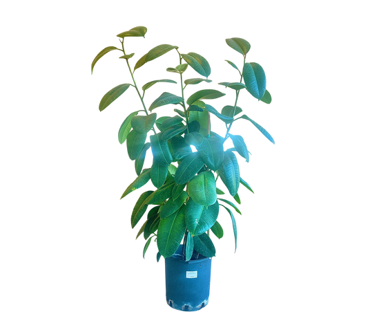 Ficus Robusta