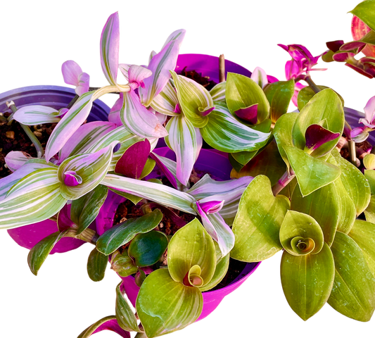 Tradescantia v14 cm