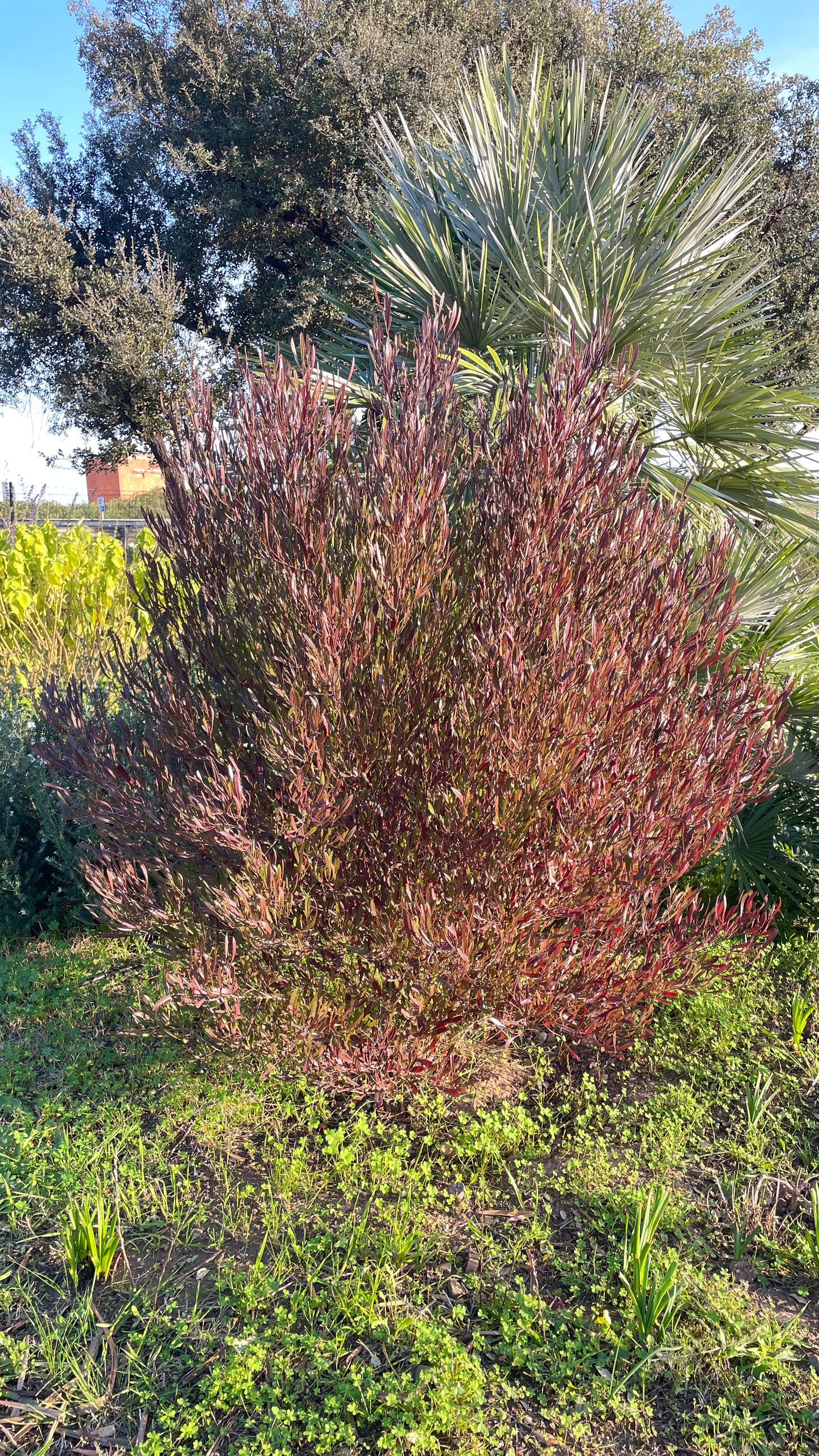 Dodonea Viscosa