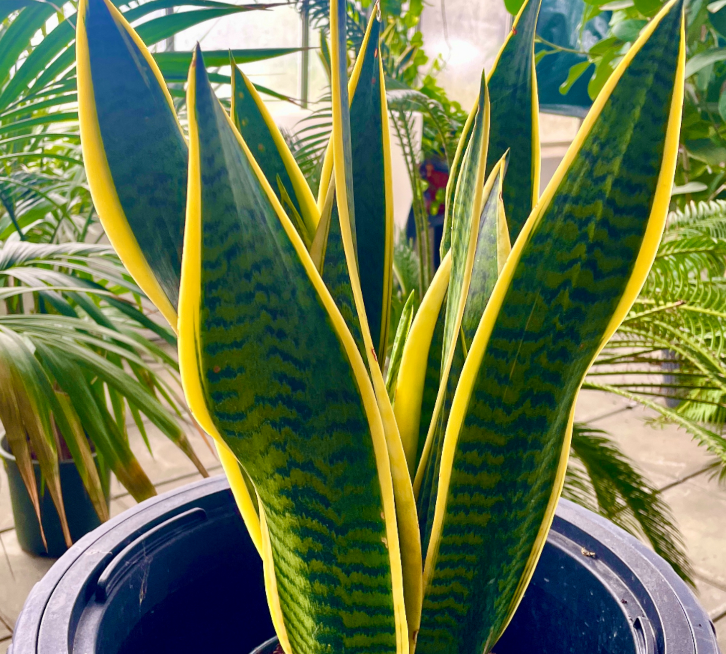 Sansieveria