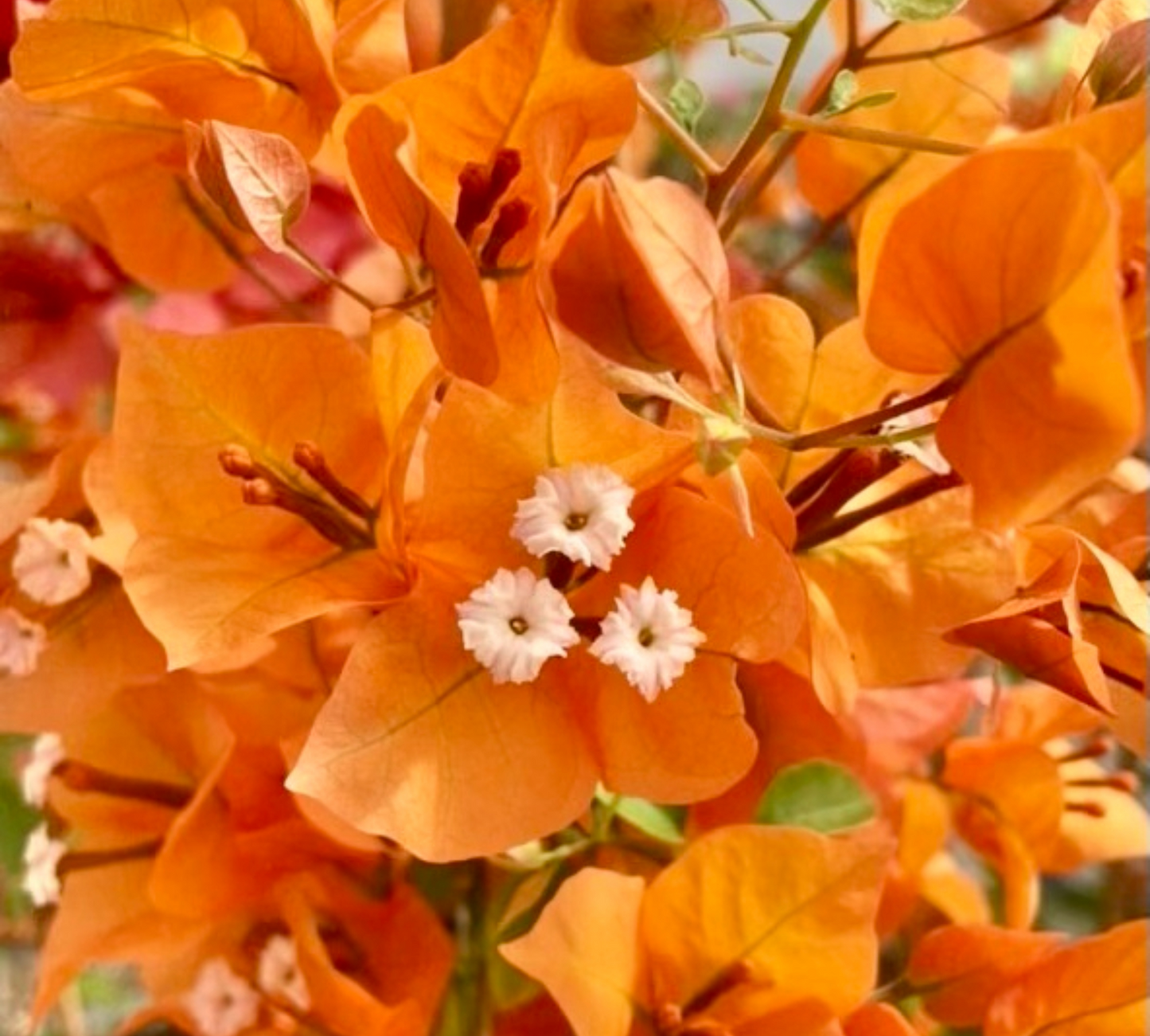 Bougainvillea arancione  v20 cm