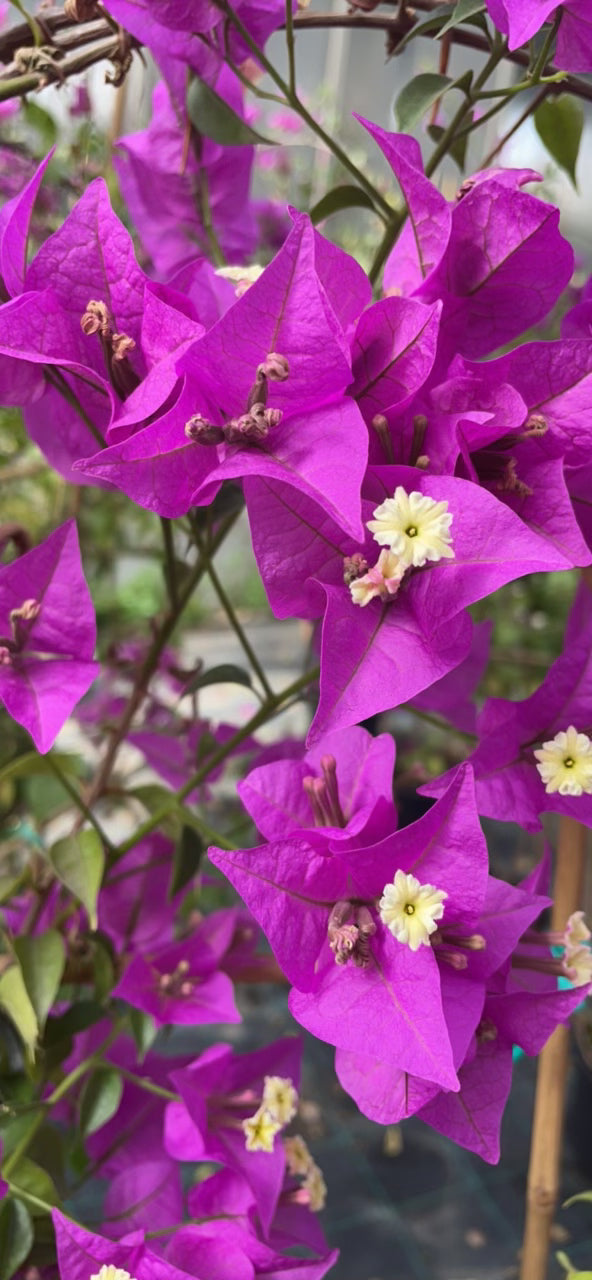 Bougainvillea sanderiana v 20 cm