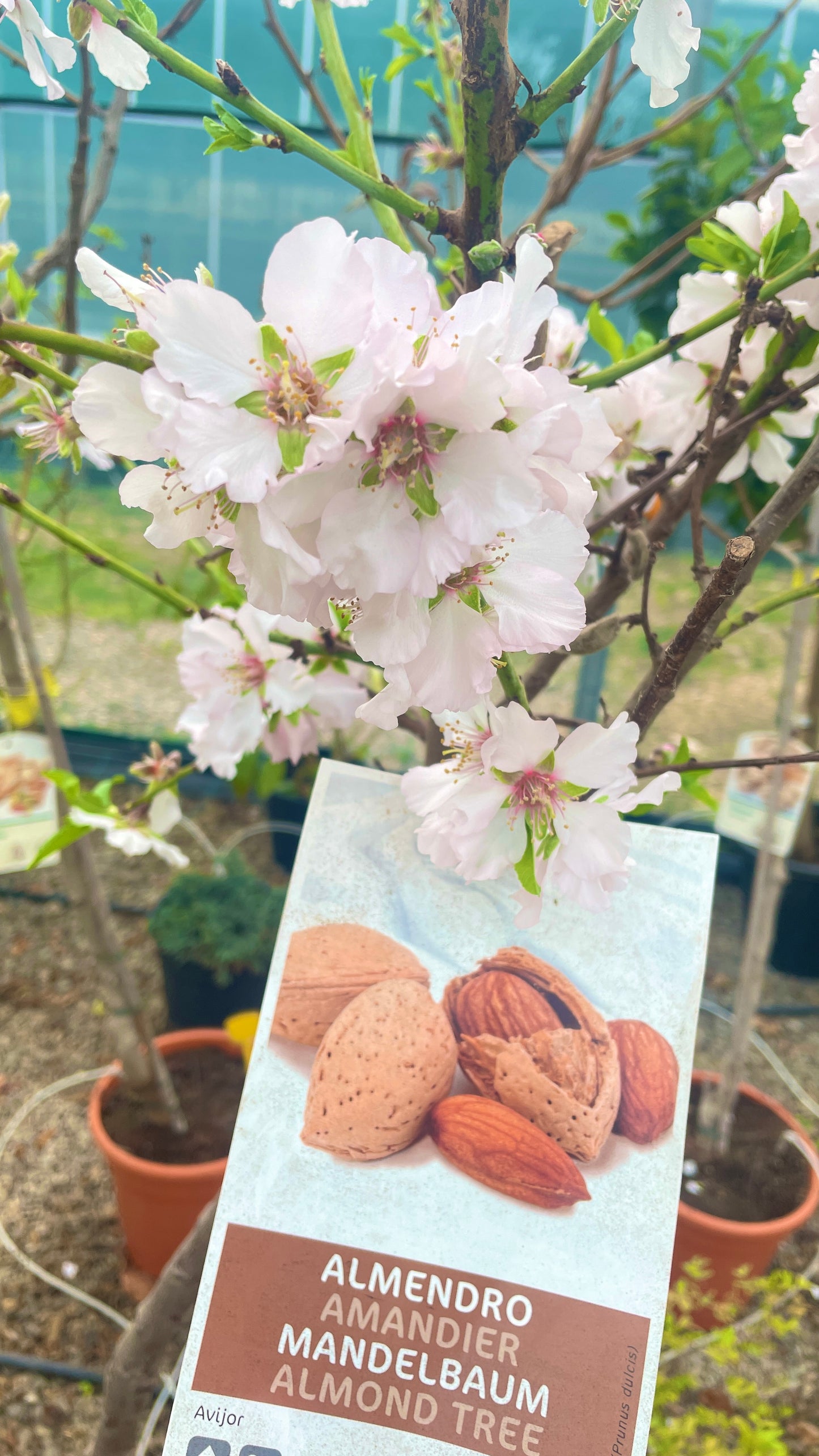 Mandorlo Prunus Dulcis Tr 6-8 cm
