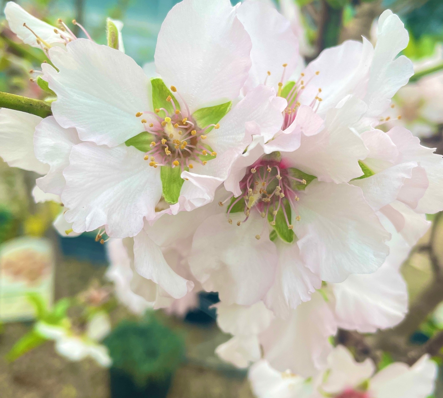 Mandorlo Prunus Dulcis Tr 6-8 cm