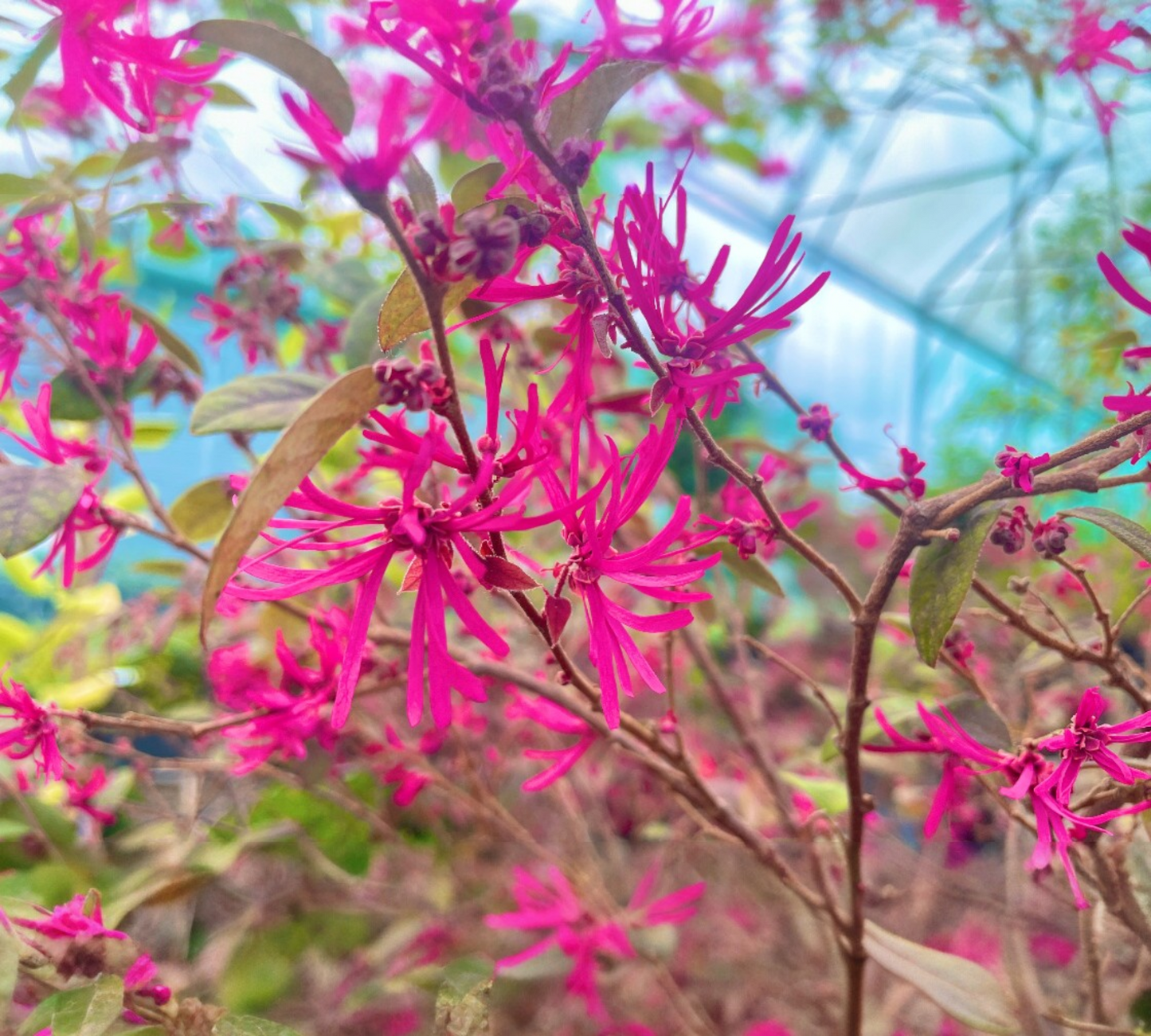 Loropetalum v20 cm