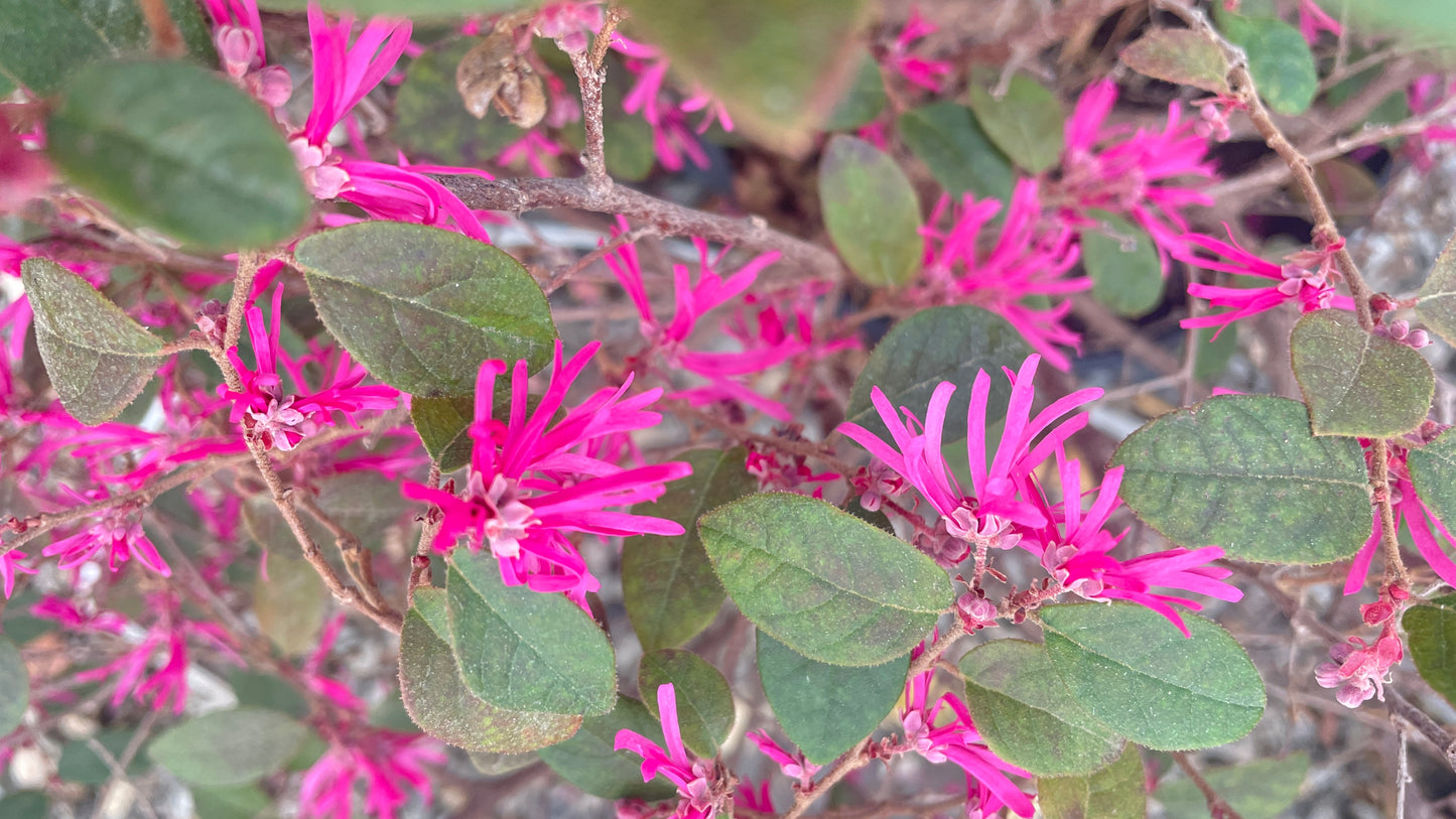 Loropetalum v20 cm
