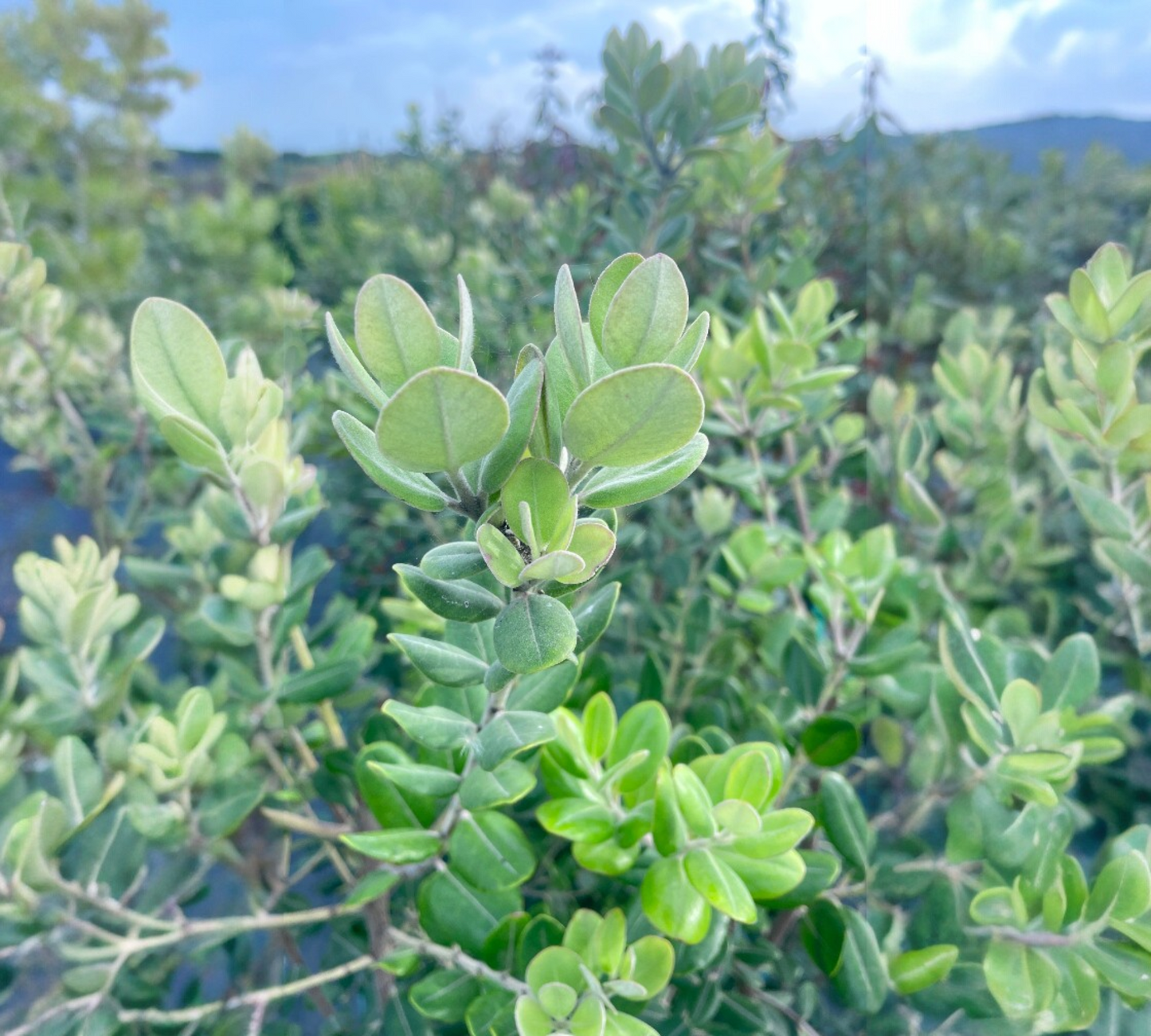 Metrosideros Excelsus