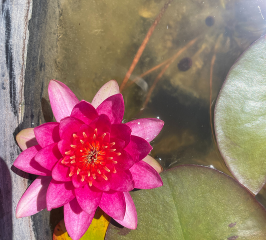 Nelumbo Pink Ball - in produzione