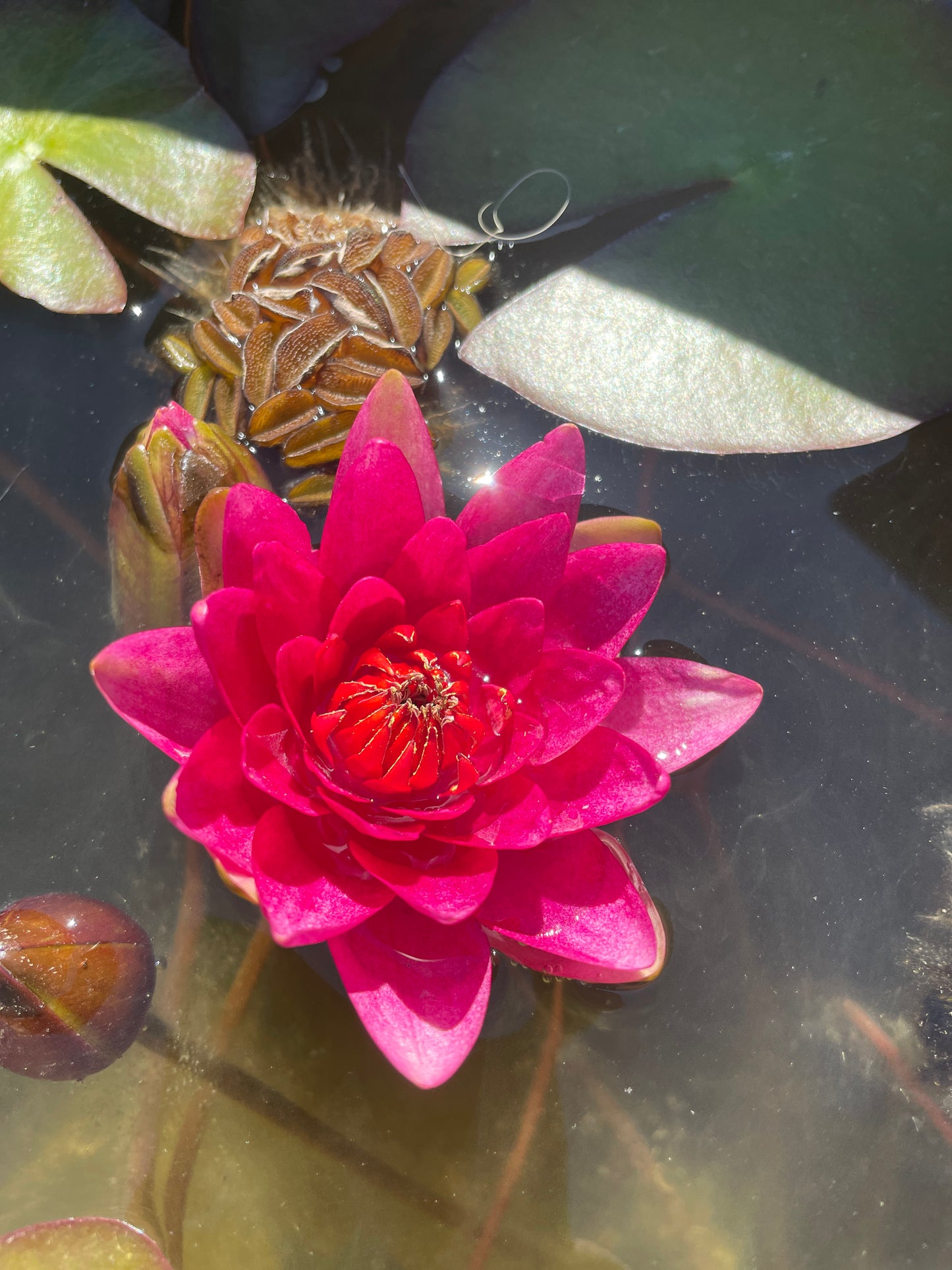 Nelumbo Pink Ball - in produzione