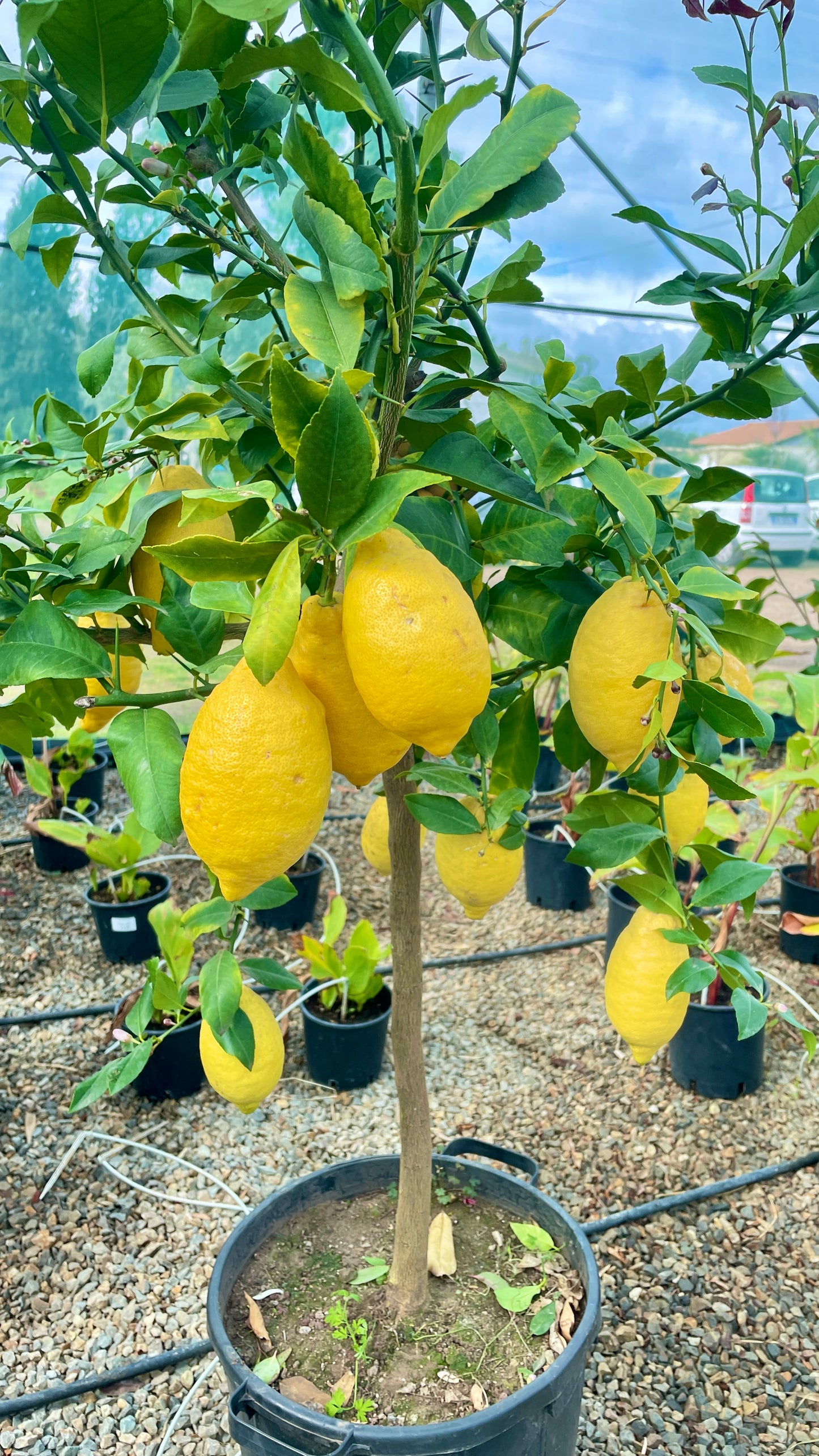 Limone v35 cm
