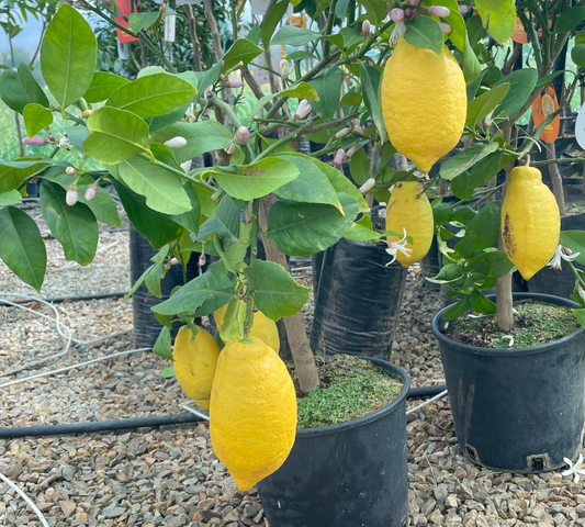 Limone v35 cm