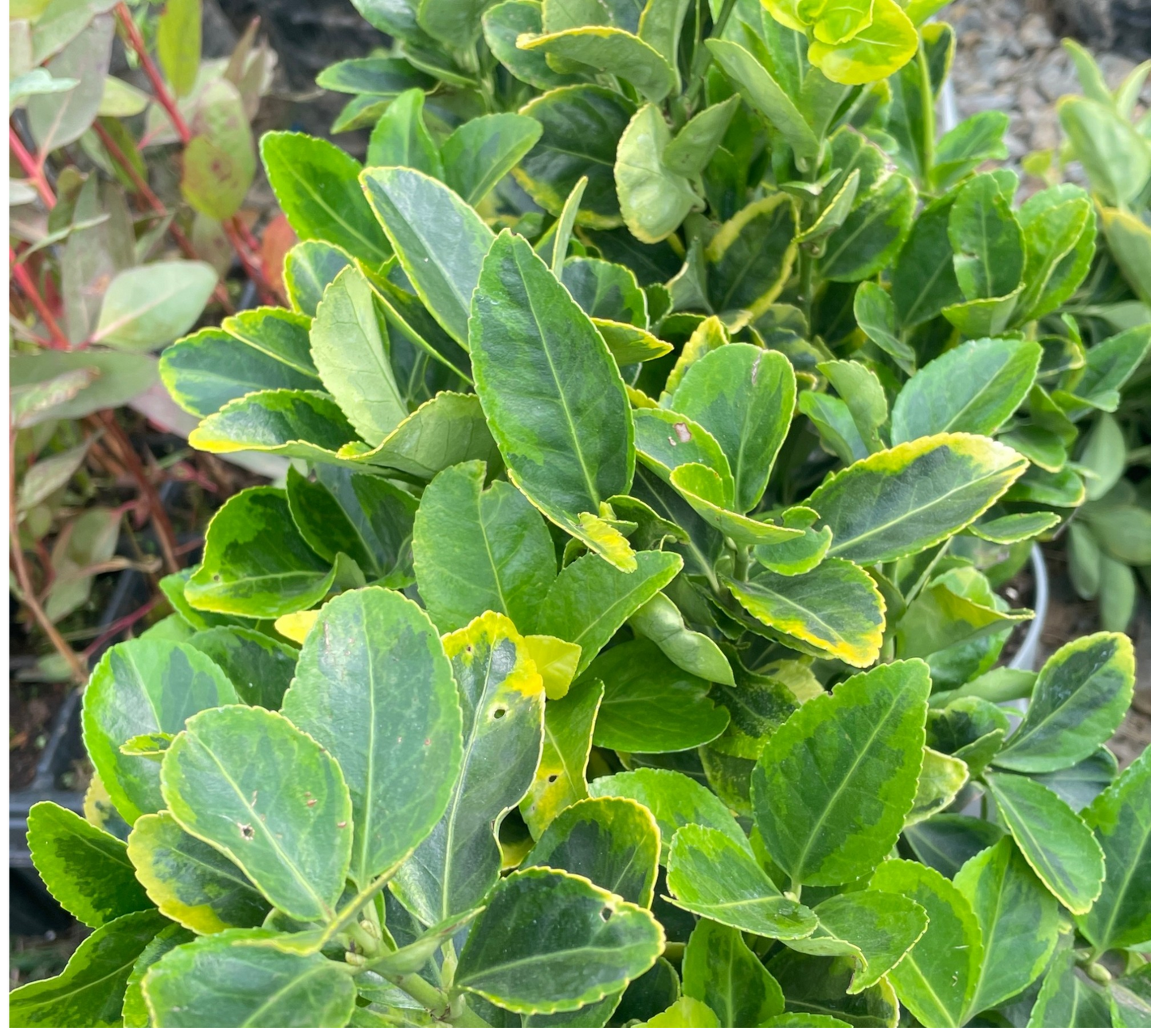 Evonimus variegato