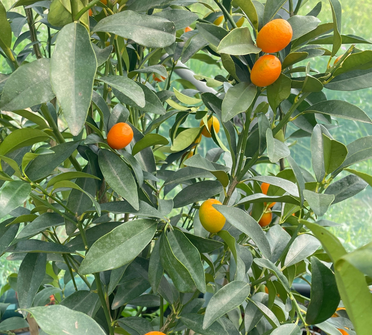 Mandarino cinese Citrus Fortunella (kumquat)