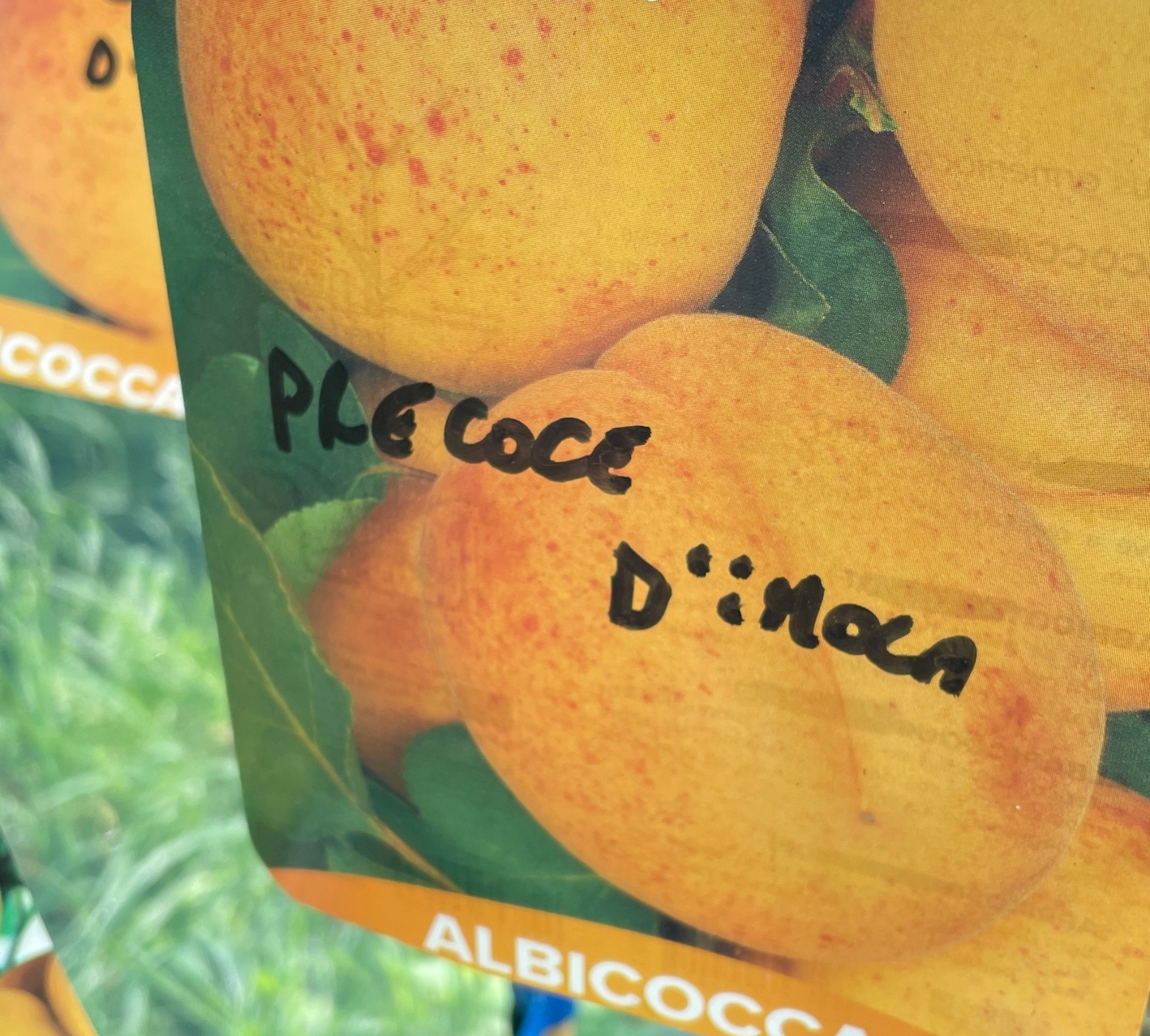 Albicocco Precoce d'Imola