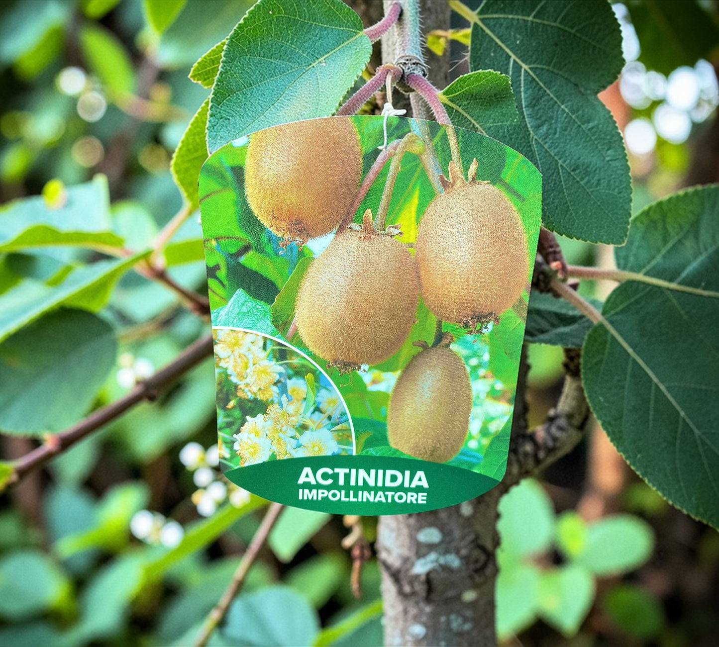 Kiwi maschio